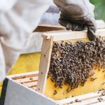 A Comprehensive Guide to Beekeeping