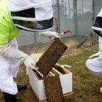 Beekeeping Bonds