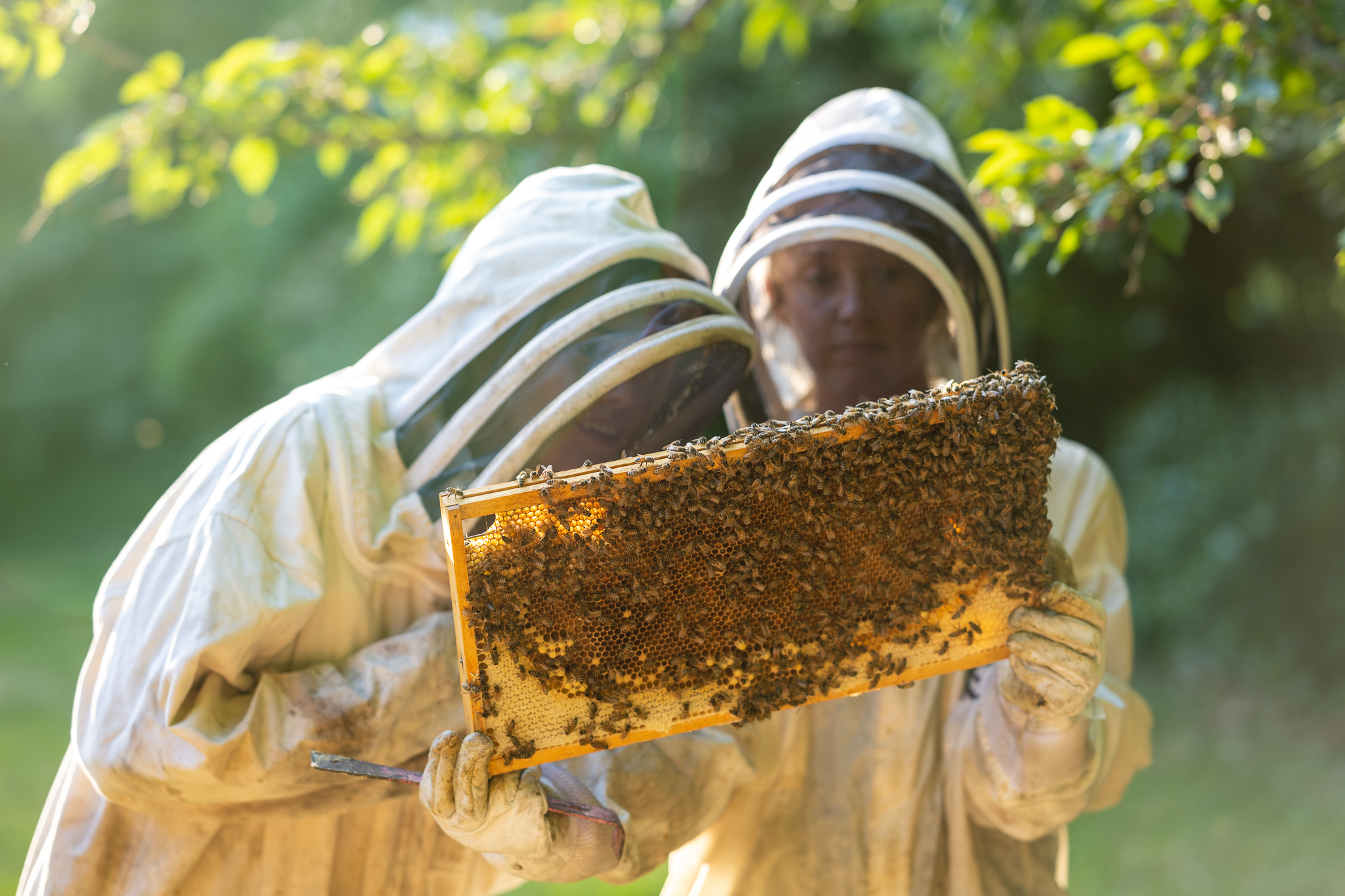 Beekeeping Insights
