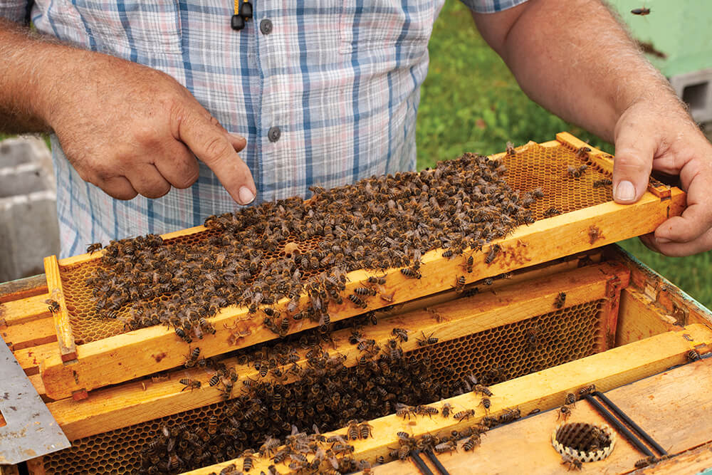Costs and Rewards of Beekeeping