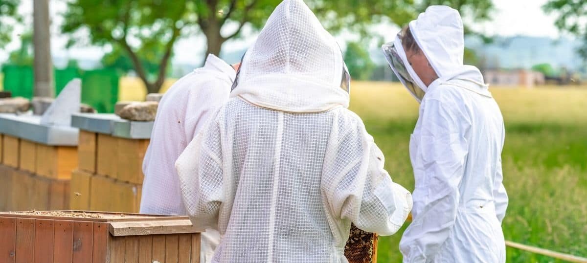 Why do beekeepers wear white