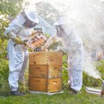 best beekeeping tools