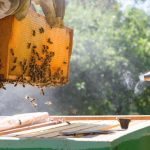 Beekeeping FAQs