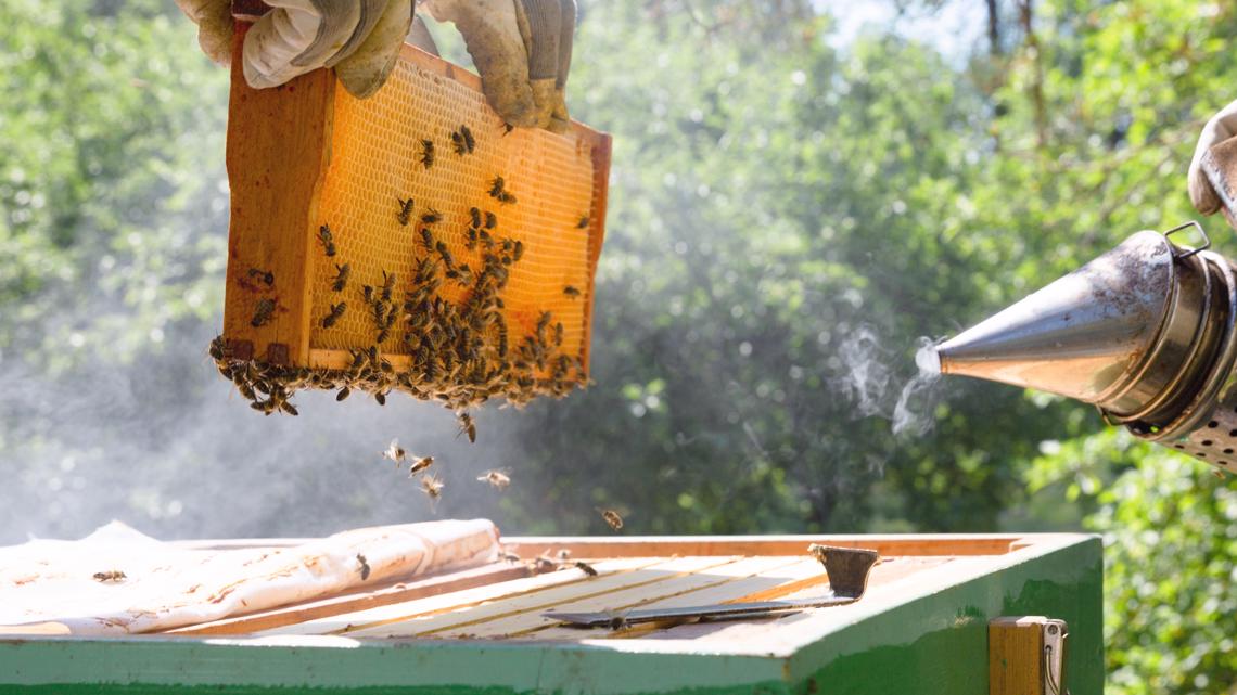 Beekeeping FAQs