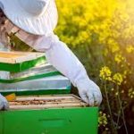 how to start beekeeping